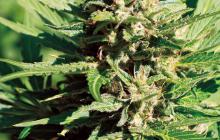 Amnesia Hate Auto by Vision Seeds