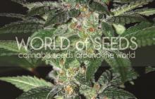 Cannapedia: Amnesia cannabis strain