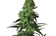 Amnesia White od seedbanky White Label a spousta dalších v konopné databázi Cannapedia
