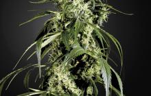 Arjan’s Haze #1 by Green House Seeds