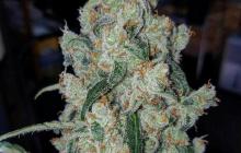 Armageddon by Homegrown Fantaseeds