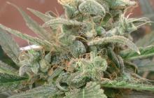Auto AK by Female Seeds