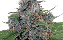 Cannapedia.cz: Auto Blue Amnesia od Ministry of Cannabis