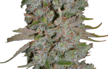 Cannapedia.cz: Auto Blueberry Domina od Ministry of Cannabis