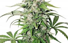 Auto Cinderella Jack® by Dutch Passion