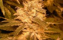 Auto Kush by Female Seeds