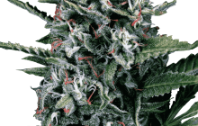 Cannapedia: Konopná odrůda Auto Silver Bullet od Ministry of Cannabis