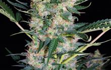 AUTOFLOWERING WHITE RUSSIAN #1 by Serious Seeds