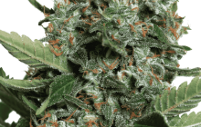 Cannapedia: Autopilot XXL od Ministry of Cannabis 