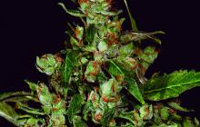 Auto Widow od CBD Seeds na webu Cannapedia.cz