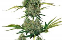 BCN Critical XXL Auto by Seed Stockers
