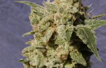 Cannapedia: překrásná palice odrůdy BCN Diesel od seedbanky Kannabia