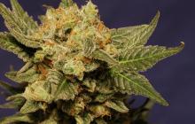 Cannapedia.cz: Big Band je odrůda marihuany od seedbanky Kannabia / Big Band is marijuana strain by seedbank Kannabia