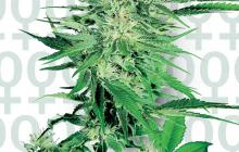 Feminizovaná verze Big Bud od Sensi Seeds a mnohem víc na Cannapedia.cz