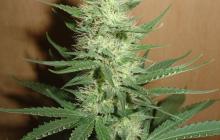 Big Bud by Homegrown Fantaseeds