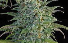 Cannapedia: konopná odrůda Big Bud seedbanky Sensi Seeds