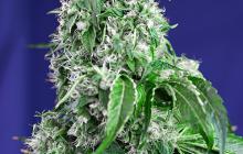 Big Devil F1 Fast Version od Sweet Seeds na Cannapedia.cz / Big Devil F1 Fast Version by Sweet Seeds on Cannapedia.cz