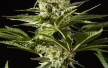 Black Bomb by Philosopher Seeds