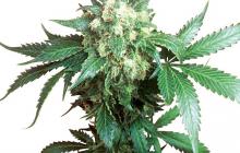 Black Domina od Sensi Seeds na Cannapedia.cz