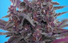 Black Cream Auto by Sweet Seeds