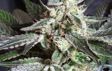 Black Jack F1 Fast Version od Sweet Seeds je skvělou odrůdou! To a mnohem víc na Cannapedia.cz