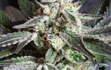 Cannapedia: Black Jack odrůda konopí od Sweet Seeds