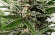 Blue Amnesia XXL Auto od seedbanky Dinafem na Cannapedia.cz
