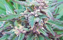 Blueberry Crystal by Top Tao Seeds