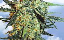 Cannapedia.cz: Blueberry Sknuk od Flying Dutchman seedbanky