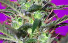 Botafumeiros by Sweet Seeds