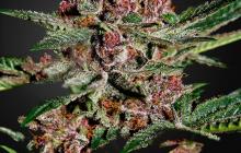 Bubba Kush by Green House Seeds