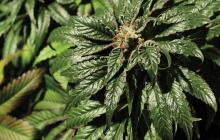 Bubblegum Kush je silnou odrůdou konopí od Bulldog Seeds / Cannapedia.cz / Bubblegum Kush strong marijuana strain by Bulldog Seeds