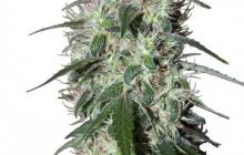 Buddha Seeds - Pulsar
