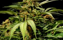 Cannapedia strain database: Bullshark by Bulldog Seeds seedbank