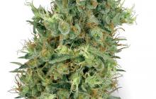 Cannapedia: krásná odrůda konopí Cali Orange Bud od White Label seedbanky