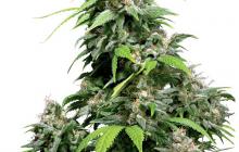 California Indica od Sensi Seeds je kvalitní konopná odrůda, více na Cannapedia.cz