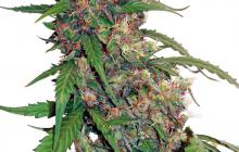 CBD Auto Compassion Lime® by Dutch Passion