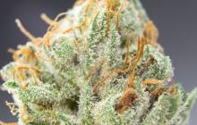 CBD Cherry Kush by Sumo Seeds