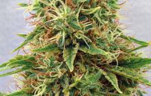 CBD Medi Kush by Spliff Seeds