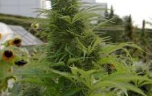 Konopná odrůda Chronicle od Blue Hemp v databázi Cannapedia.cz / Cannapedia.cz presents more than 900 marijuana strains as this Chronicle by Blue Hemp seedbank