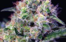 Cream Caramel by Sweet Seeds