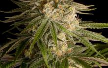Critical Kush by Dinafem Seeds
