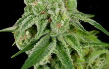 Banana Split by Crockett Family Farms on Cannapedia.cz