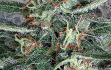 Crystal Cloud by Ministry of Cannabis