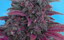 Dark Devil Auto by Sweet Seeds