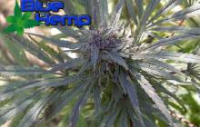 Dark Kush od Blue hemp / Cannapedia.cz konopná encyklopedia / Cannapedia.cz strain encyklopedia / Dark Kush marijuana by Blue Hemp seedbank