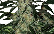 Cannapedia.cz: Deimons od Buddha Seeds / Deimons by Buddha Seeds seedbank