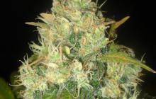 Delicious Seeds - Black Russian