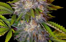 Caramelo - Delicious Seeds