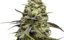 DFA Autoflowering by Super Strains